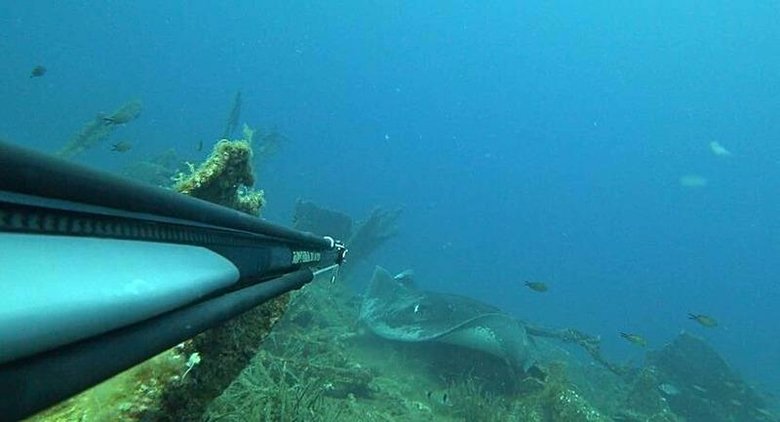 Çanakkale’de rekortmen dalgıcın karşısına çıktı: Dev vatozu böyle görüntüledi