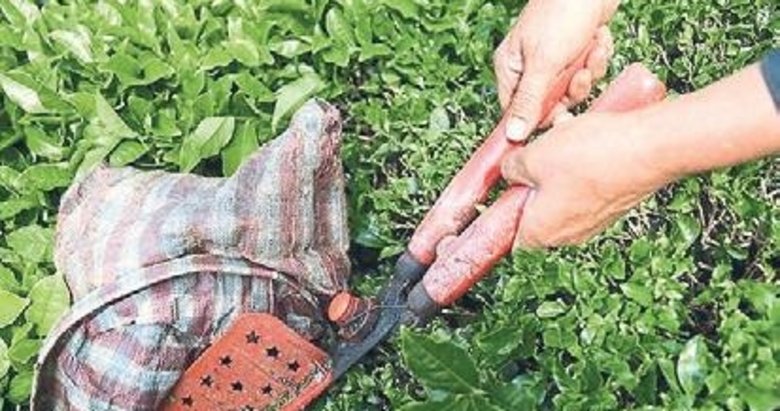 Türk çayı ihracatı 11 ayda 22,2 milyon dolar kazandırdı