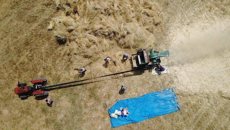 Manisa’da zorlu hububat hasadı yardımlaşmayla kolaylaşıyor