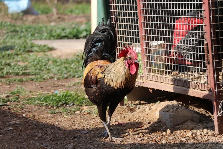 Öterken bayılan Denizli horozu için otomobil teklif edildi