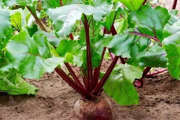 Kıymeti bilinmiyor! Kırmızı pancarın öyle faydaları var ki...