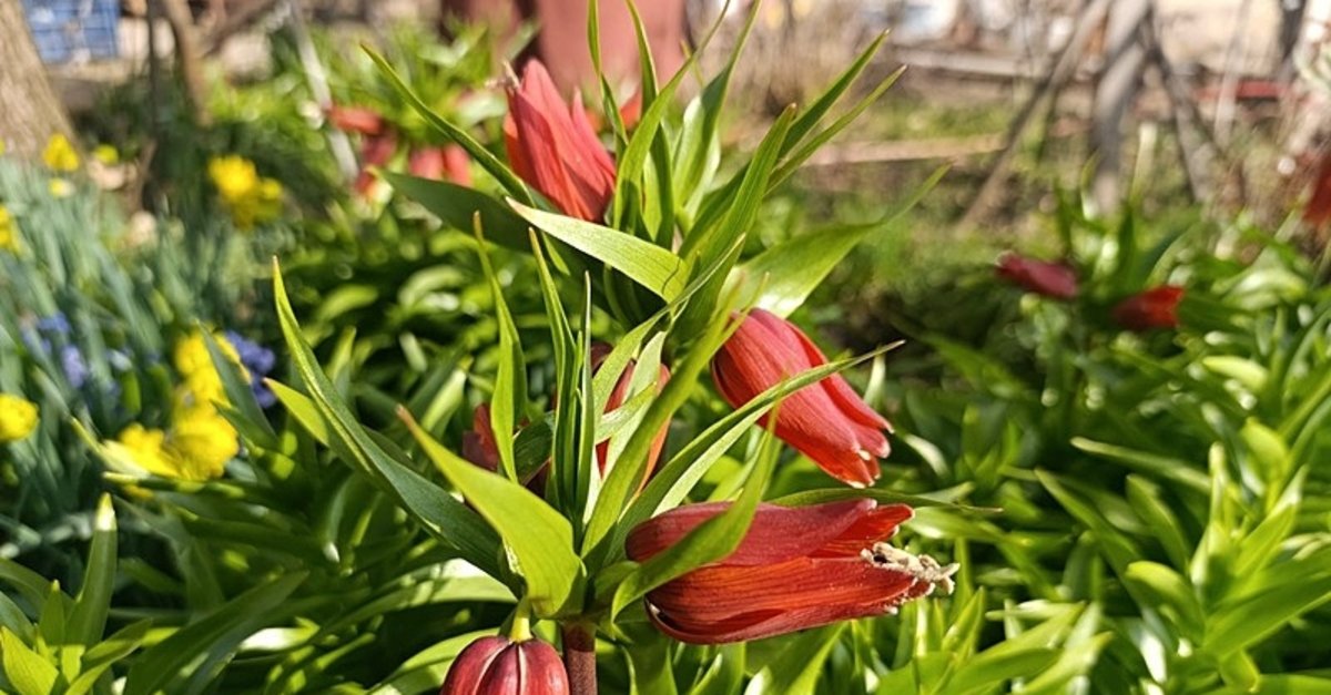 Kütahya'da "Ağlayan Gelin" vakti geldi! Kaçıran bir daha göremiyor