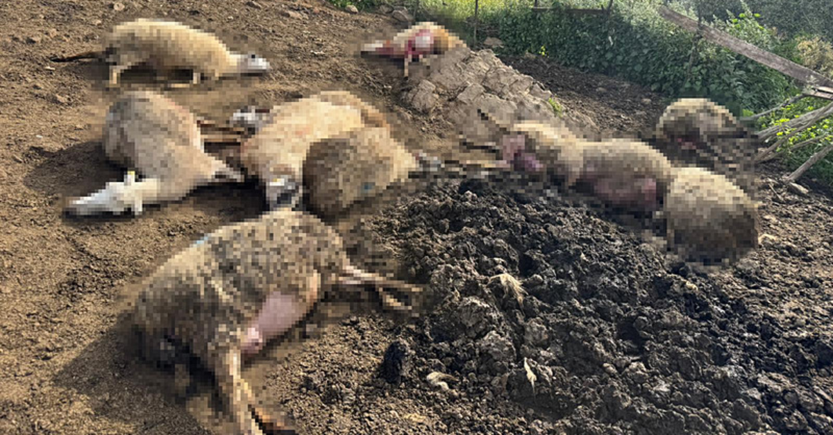 Aydın'da kurt saldırısı: 12 koyun öldü!