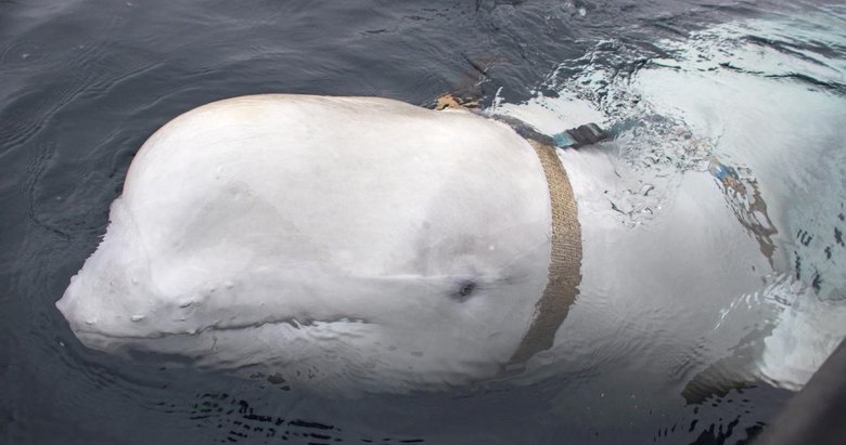 ’Casus’ balina bu sefer İsveç kıyılarında görüldü