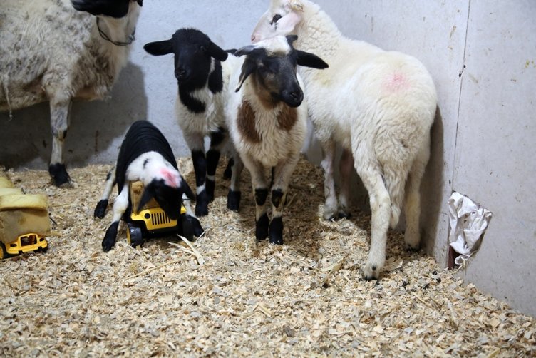 Manisalı besiciden ilginç yöntem! Kuzusu anne sütü alabilsin diye...