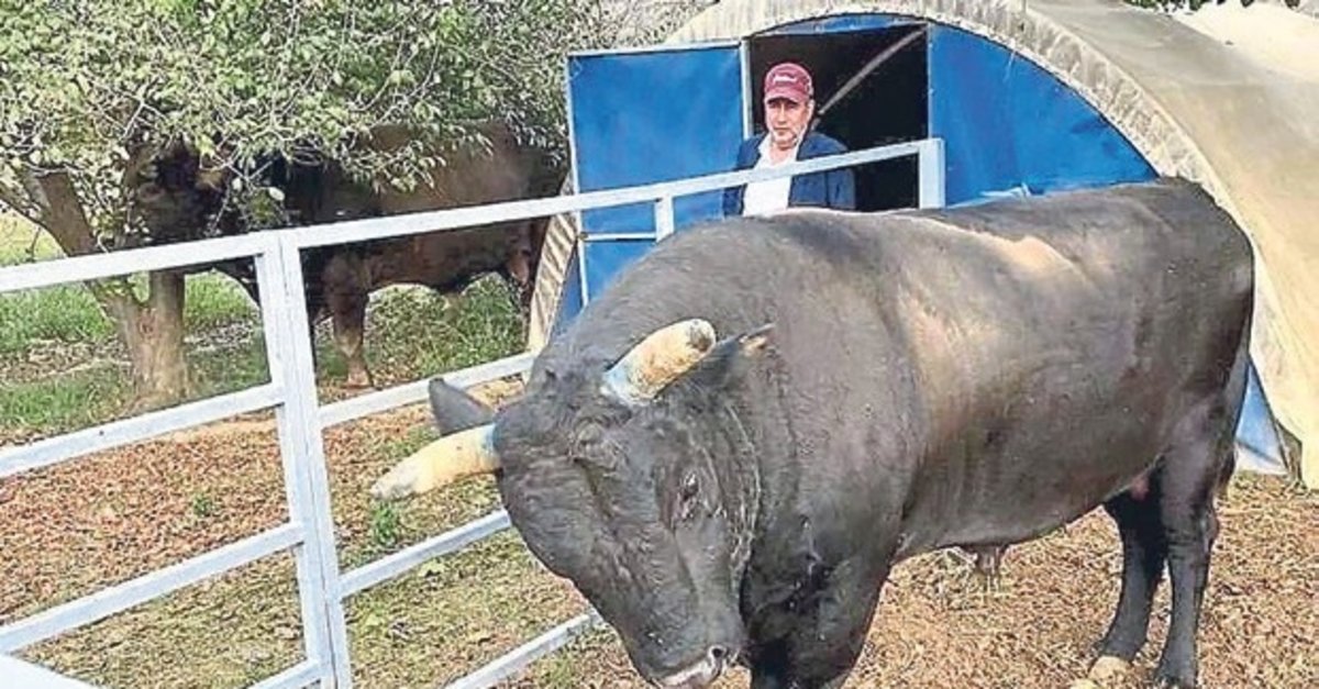 Boğa, sahibini hastanelik etti