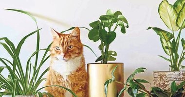 Patili dostların dostu olmayan ev bitkileri