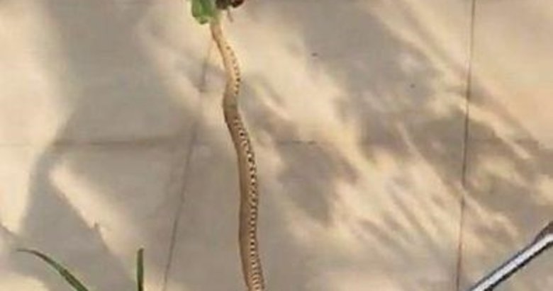 Buldan’da zehirli engerek yılanı paniği