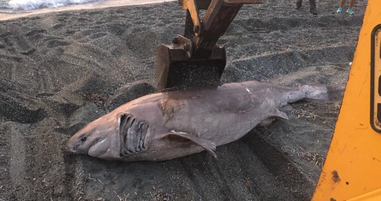 Karaya köpek balığı vurdu