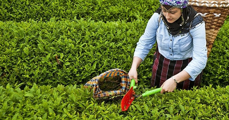 İçişleri Bakanlığı’nda 81 il valiliğine çay üreticileri için genelge