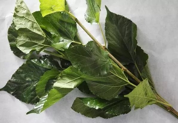 Dut yaprağının faydaları nelerdir?