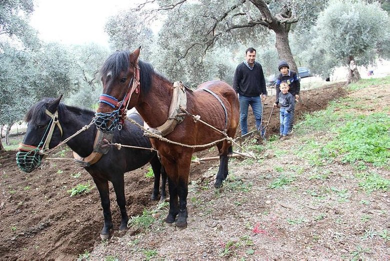 Aydın’da yağışı gören tarlaya indi! Geçen yıl kuraklık vurmuştu