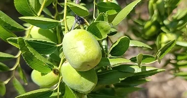 Ege’nin gözde meyvesi! Hasat için geri sayım başladı