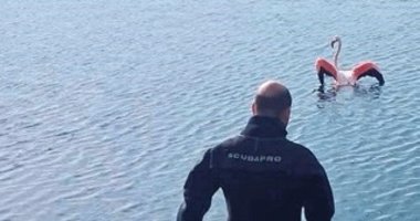 İzmir’de itfaiyeden flamingo kurtarma harekatı