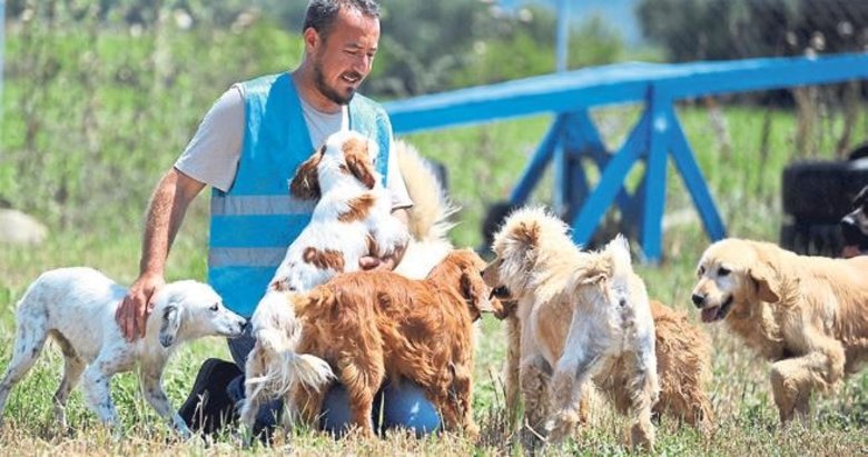 Terk edilen bu dostlar için yuva aranıyor