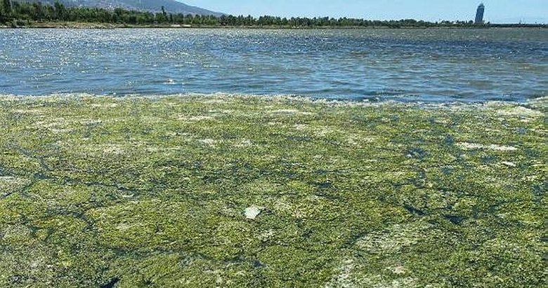 Prof. Dr. Yaşar’dan müsilaj ve deniz maruluna karşı öneriler