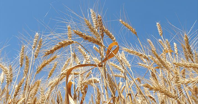 Yağışlar buğdayda rekor üretim beklentisini büyüttü