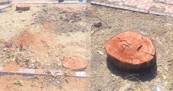 Menemen’de ağaçların kesildiği parkta inşaat başladı