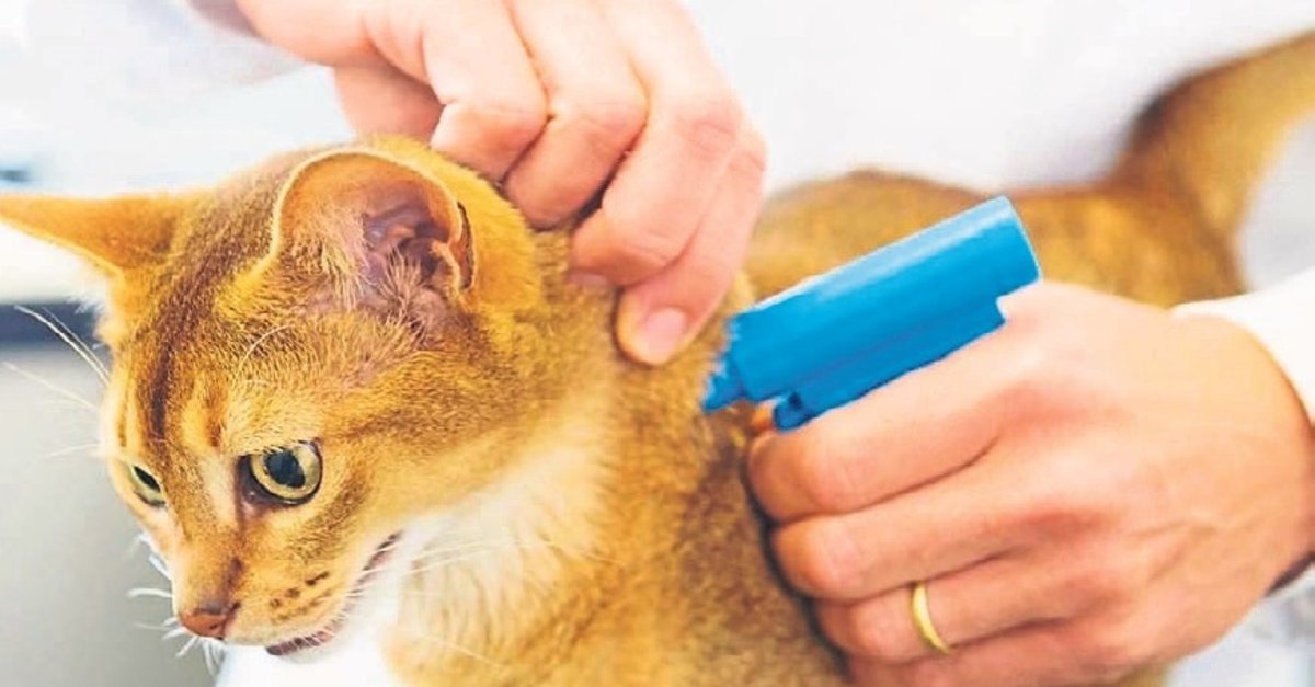 Evcil hayvanların mikroçip kayıtları 31 Aralık’ta bitiyor