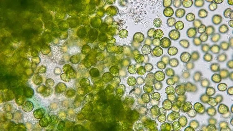 Chlorella Klorella nedir? Neye iyi gelir?