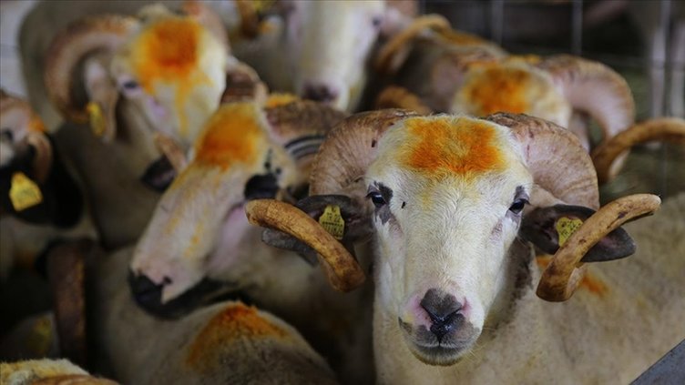 Kurbanlık fiyatları 2026: Büyükbaş ve küçükbaş kurbanlıklar ne kadar oldu?