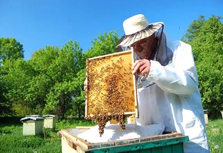 Vitamin deposu ’Perga’ nedir? Nasıl tüketilmelidir?