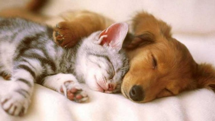 e- Devlet ile hayvan sahiplenme dönemi yürürlüğe girdi! E-Devlet hayvan sahiplendirme uygulaması nedir, nasıl çalışıyor?