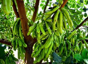 Faydaları şaşırtıyor! Gizli kahramanınız keçiboynuzu olabilir: Kabızlıktan öksürüğe...