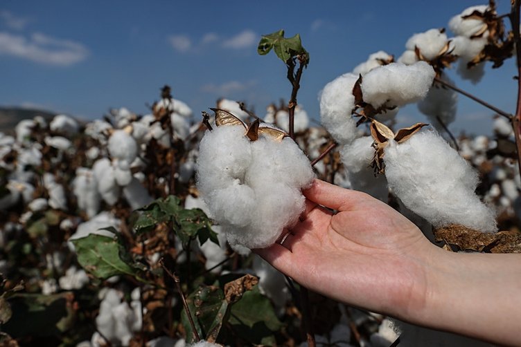 İzmir’de verim artınca pamuk üreticilerinin yüzü güldü!