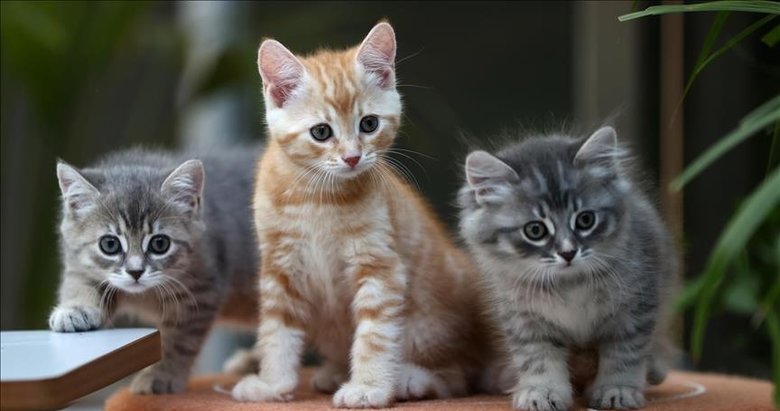 Kediler de Alzheimer oluyor