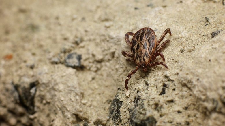 Sıcak havaların gelmesiyle birlikte kene ve parazitler arttı