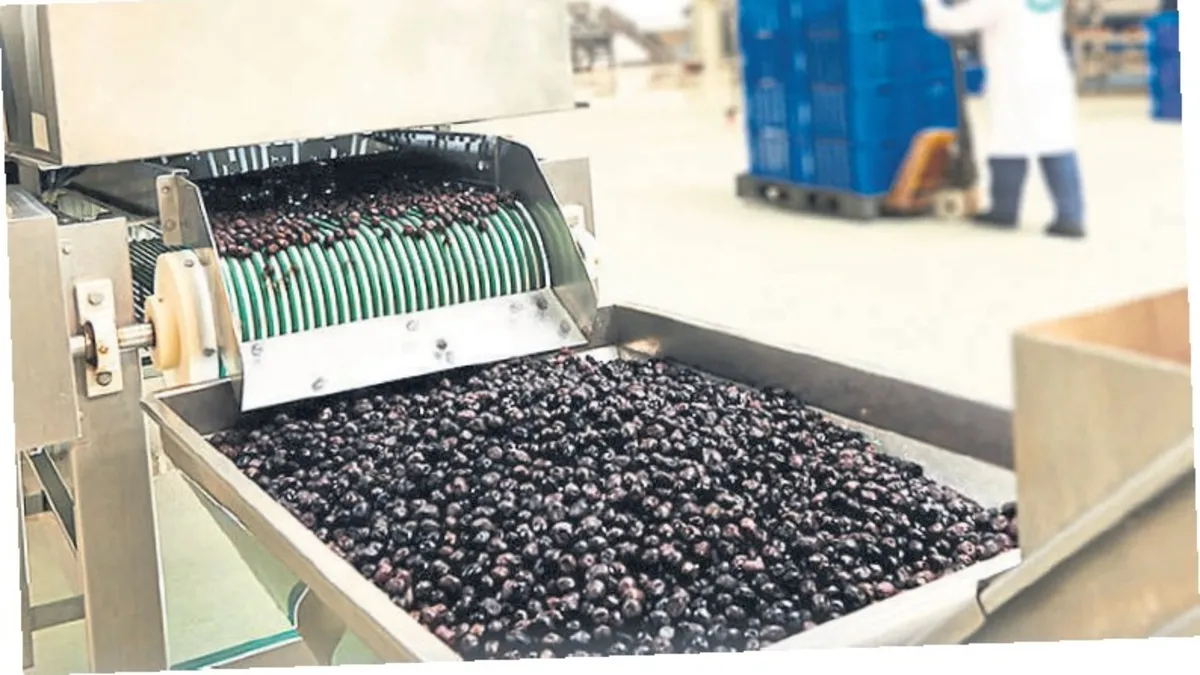 Zeytinin karasuyu toprağa hayat verecek