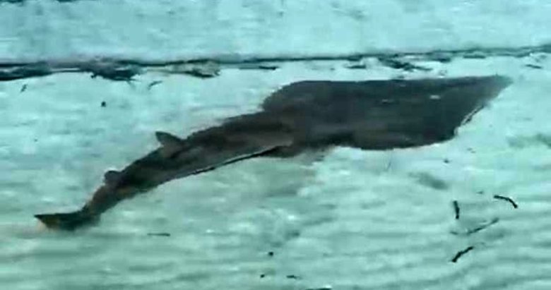 İzmir’de görülen kemane balığı zararlı mı? Prof. Dr. Akyol açıkladı