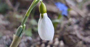 Kardelenler Spil’i süsledi