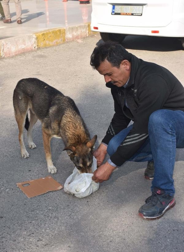 İzmir’de sevimli köpek ’Babür’ tedavi bekliyor