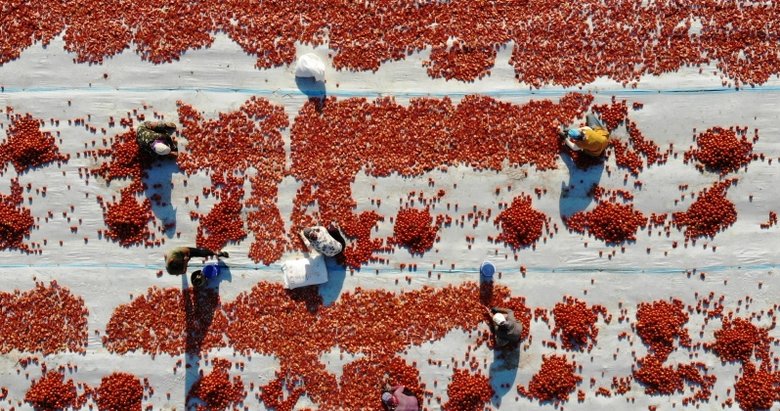 Kurutulmuş domates ihracının yüzde 95’i İzmir Torbalı’dan