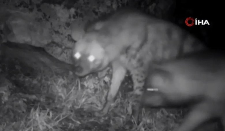 Türkiye’de görüntülendiler! Tüm aile kayıt altına alındı