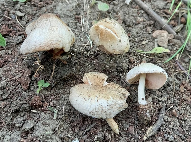 Dünyanın hiçbir yerinde yok! Sadece İzmir’de keşfedildi