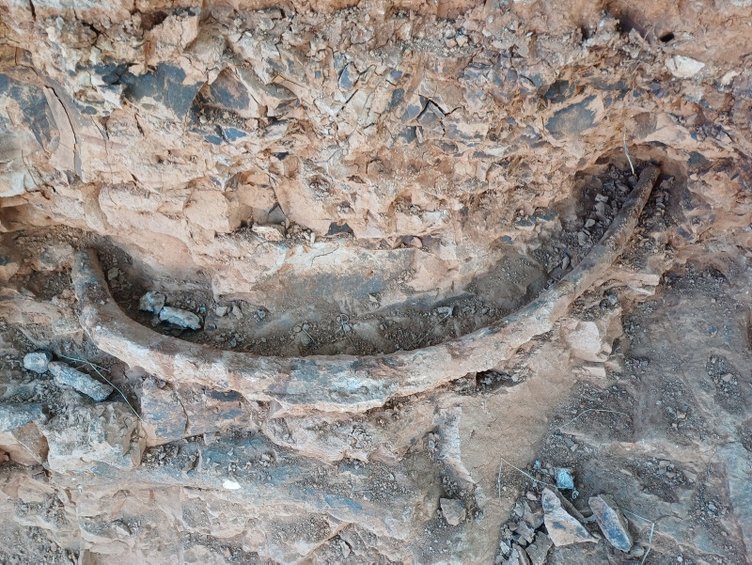 Denizli’de keşfedildi! 9 milyon yıl öncesinden kalma