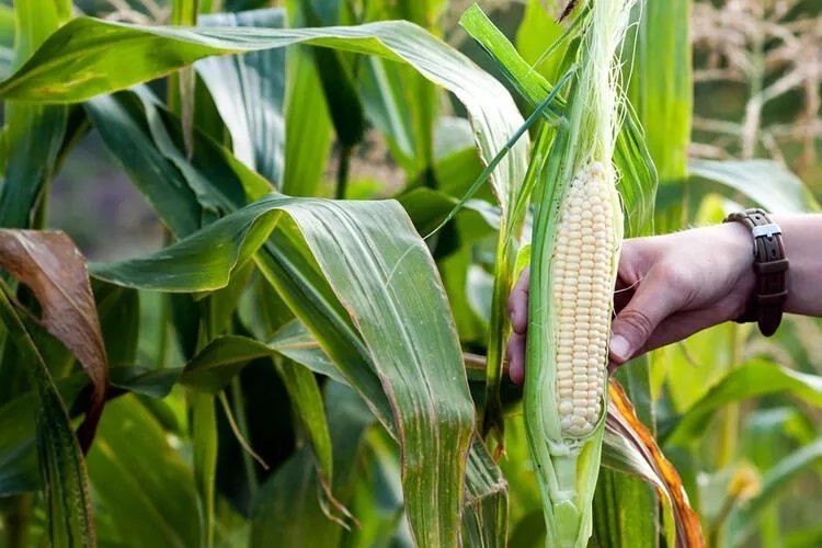 Mısır püskülü çayının faydaları nelerdir?