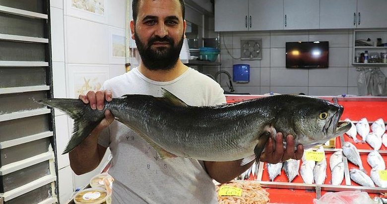 Çanakkale’de 6 kiloluk sırtıkara 900 liradan satışa sunuldu