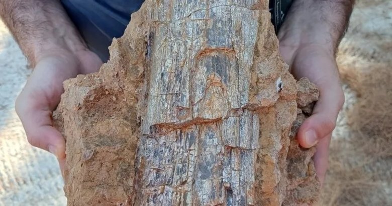 Denizli’deki 9 milyon yıllık fosiller gün yüzüne çıkarılıyor