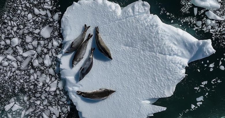 Antarktika’da korkutan görüntü! Deniz buzu seviyesi, mevsimsel ortalamanın çok altında
