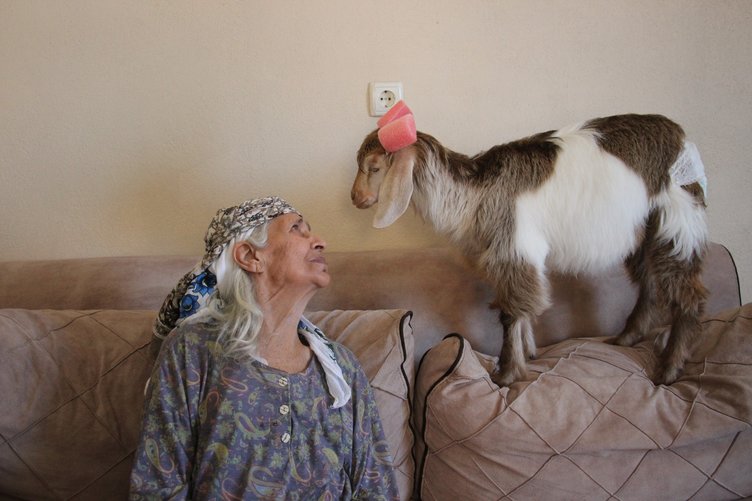 Ninja keçi demlik demlik çay içiyor, çaysız duramıyor!