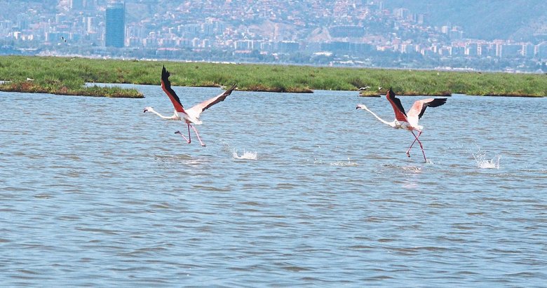 Gediz’de 20 bin çift flamingo yaşıyor