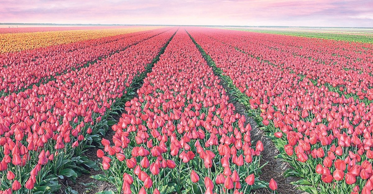 Doğanın nazlı güzelleri: Çiçekler