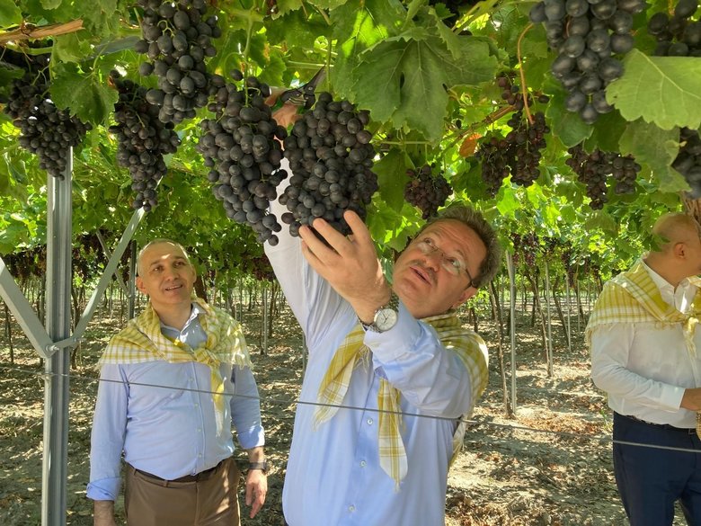 Gediz’in bereketli topraklarında ilk üzüm hasadı gerçekleşti