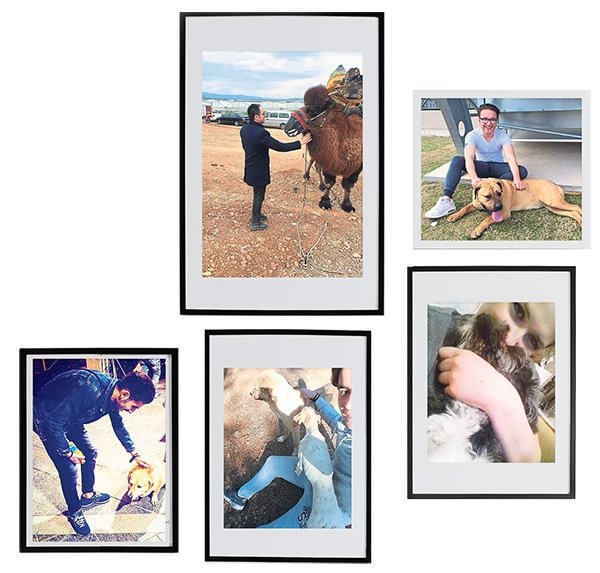 Köpekler vücut ısısını nasıl ayarlar?