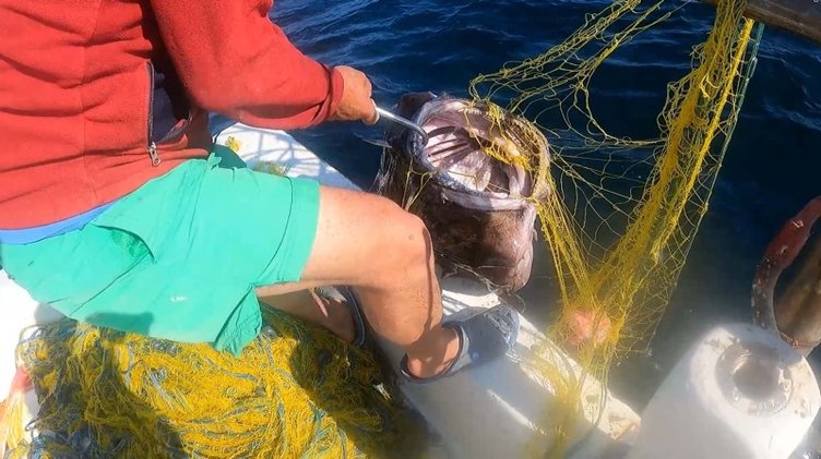 Çanakkale’de ağlara takılan devasa balık dikkat çekti! Böylesi görülmedi