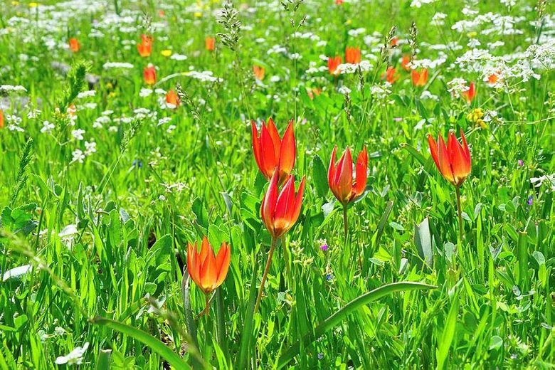 Dikkat! Dokunan yanar... Manisa’da yetişiyor